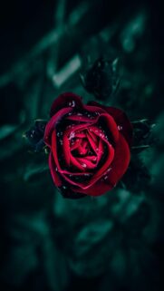 Dark Red Rose with Water Droplets Mobile Wallpaper