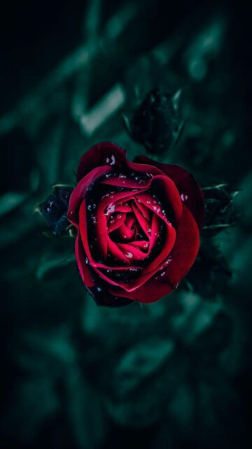 Dark Red Rose with Water Droplets Mobile Wallpaper