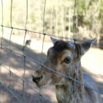 Wildlife Sanctuary - Forest Deer