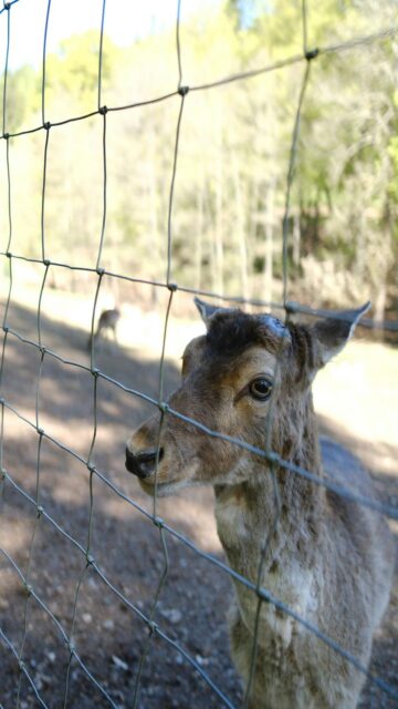 Wildlife Sanctuary - Forest Deer