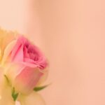 delicate-pink-and-yellow-rosebud-morning-light