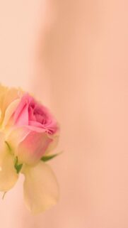 delicate-pink-and-yellow-rosebud-morning-light