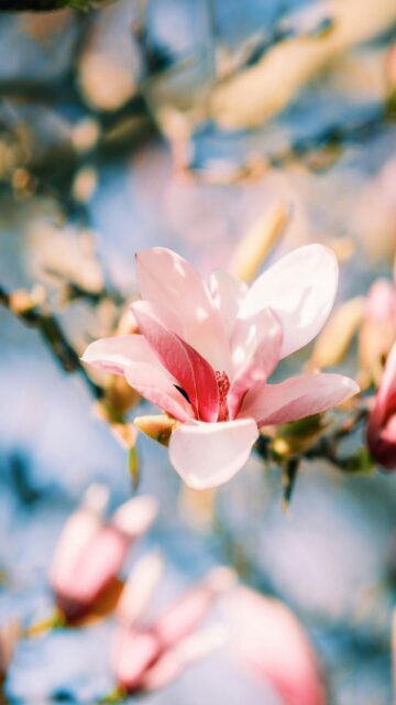 delicate-pink-magnolia-flower-mobile-wallpaper