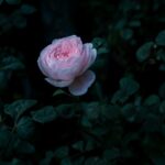 Delicate Pink Rose Wallpaper Amidst Green Foliage