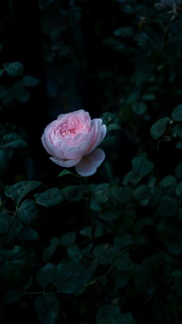 Delicate Pink Rose Wallpaper Amidst Green Foliage