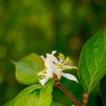 delicate-white-flower-yellow-stamens-green-leaves-mobile-wallpaper