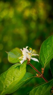 delicate-white-flower-yellow-stamens-green-leaves-mobile-wallpaper