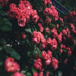 Vibrant Pink Roses Mobile Wallpaper