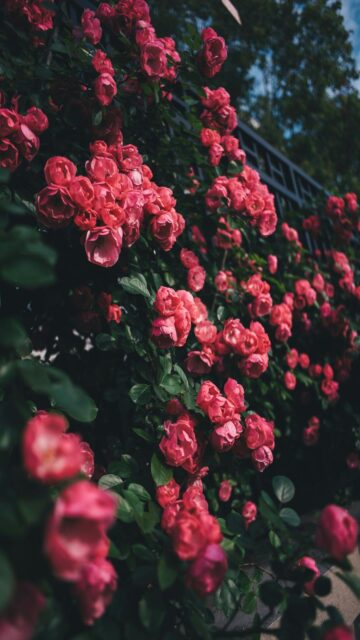 Vibrant Pink Roses Mobile Wallpaper