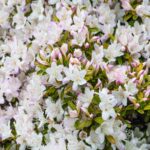 Delicate Bloom Collection