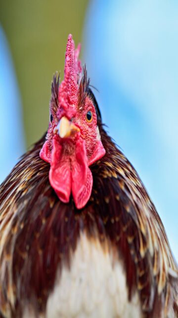 vibrant-rooster-portrait-for-mobile-wallpaper