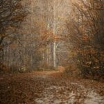 Autumn Vibes: Cozy Dirt Path Amidst Golden Leaves