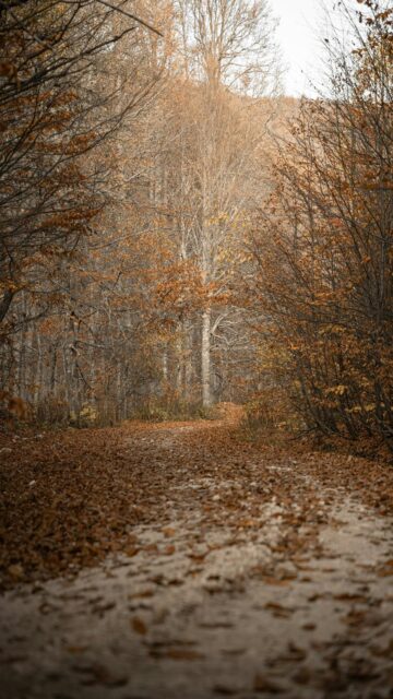 Autumn Vibes: Cozy Dirt Path Amidst Golden Leaves