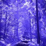 Vibrant Purple Forest Wallpaper