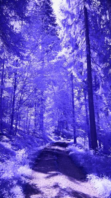 Vibrant Purple Forest Wallpaper