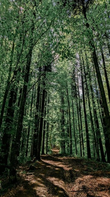 Dirt Road in Forest Mobile Wallpaper