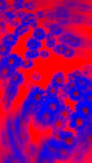 Vibrant Blue Blooms on Red Background