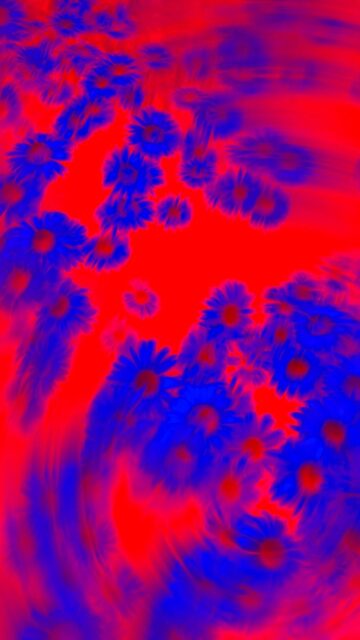 Vibrant Blue Blooms on Red Background