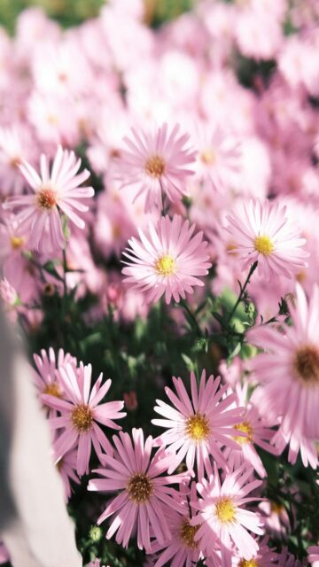 Delicate Pink Asters Field Wallpaper
