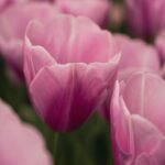 Soft Pink Tulips in Bloom Mobile Wallpaper