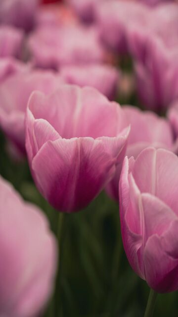 Soft Pink Tulips in Bloom Mobile Wallpaper