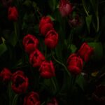 Vibrant Red Tulips in Darkness