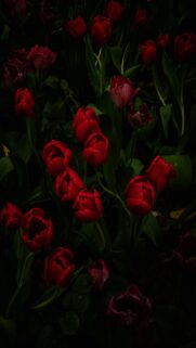 Vibrant Red Tulips in Darkness
