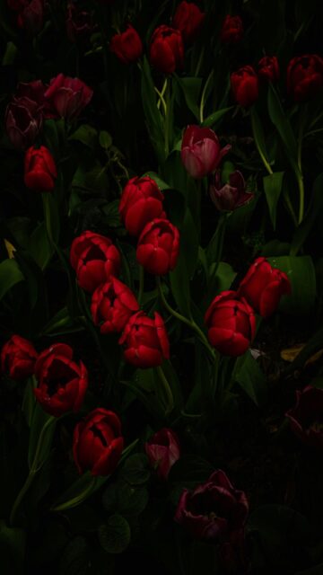 Vibrant Red Tulips in Darkness