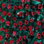 Vibrant Red Tulips Mobile Wallpaper