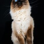 fluffy-cat-with-bright-blue-eyes-mobile-wallpaper