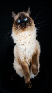 fluffy-cat-with-bright-blue-eyes-mobile-wallpaper