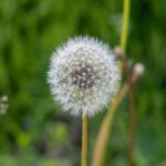 Fluffy Dandelion Seed Head in a Green Field
