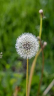 Fluffy Dandelion Seed Head in a Green Field