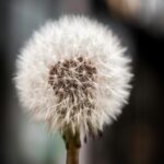 fluffy-dandelion-seed-head