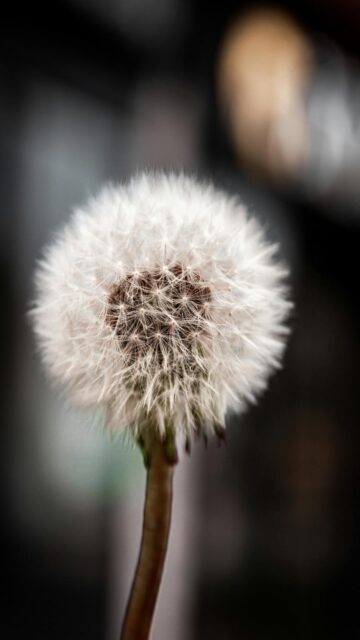 fluffy-dandelion-seed-head