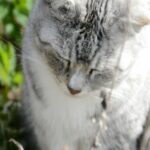 Grey And White Cat Outdoor Wallpaper
