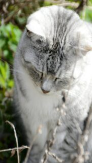 Grey And White Cat Outdoor Wallpaper