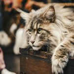 cozy-maine-coon-cat-on-wooden-surface
