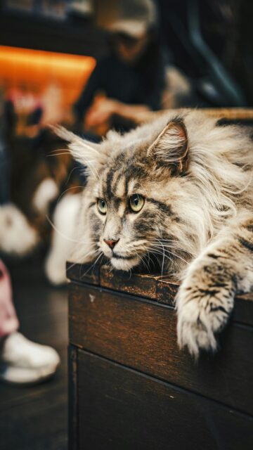 cozy-maine-coon-cat-on-wooden-surface