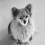 Fluffy Pomeranian on Tiled Floor Mobile Wallpaper