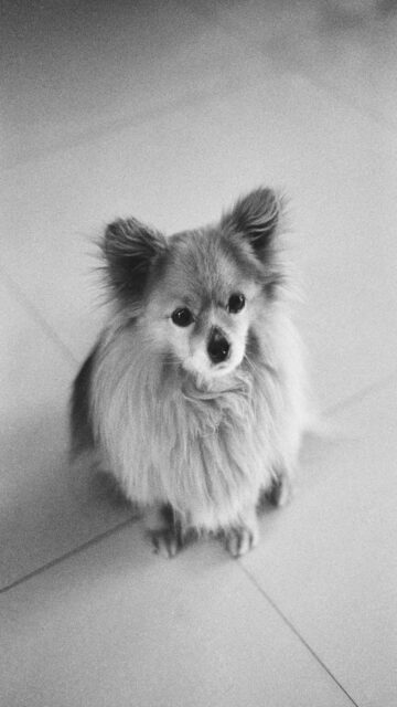 Fluffy Pomeranian on Tiled Floor Mobile Wallpaper