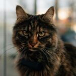 fluffy-tabby-cat-with-green-eyes-and-collar-mobile-wallpaper