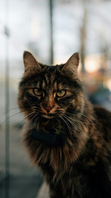 fluffy-tabby-cat-with-green-eyes-and-collar-mobile-wallpaper