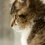 Fluffy Tabby Kitten with White Chest