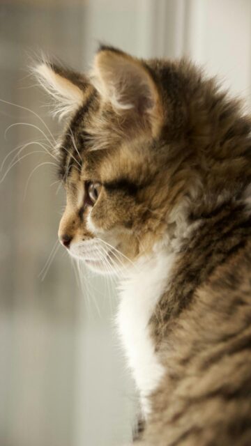 Fluffy Tabby Kitten with White Chest
