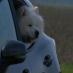 Fluffy White Dog Looking Out Car Window