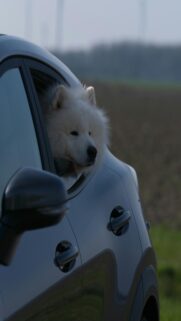 Fluffy White Dog Looking Out Car Window