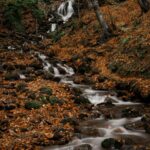 autumn forest landscape