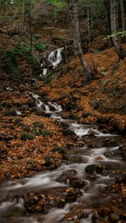 autumn forest landscape