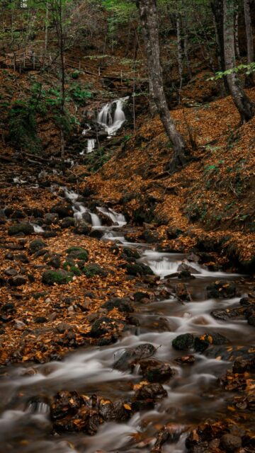 autumn forest landscape